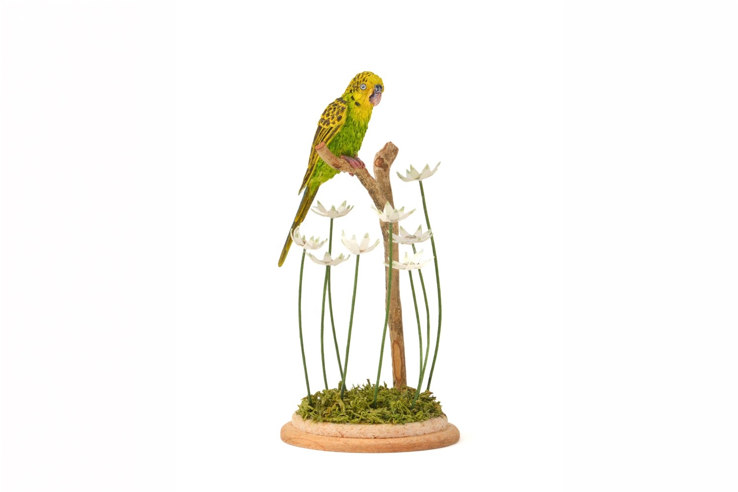 Budgerigar; European bee-eater; Hoopoe