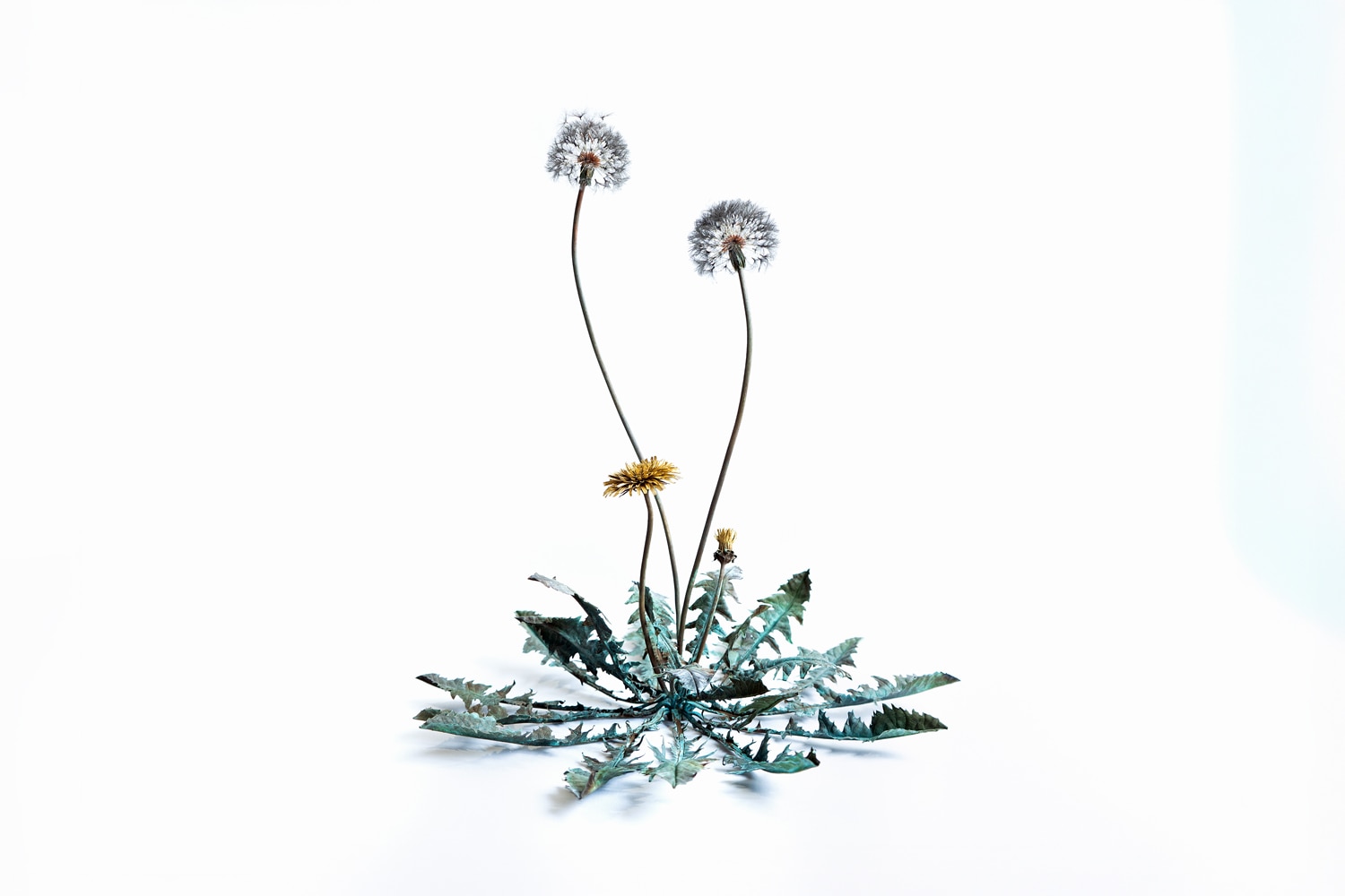 Shota Suzuki Dandelion - Cycle