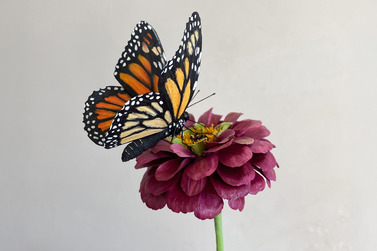 Kathryn Bondy Monarch and Zinnia