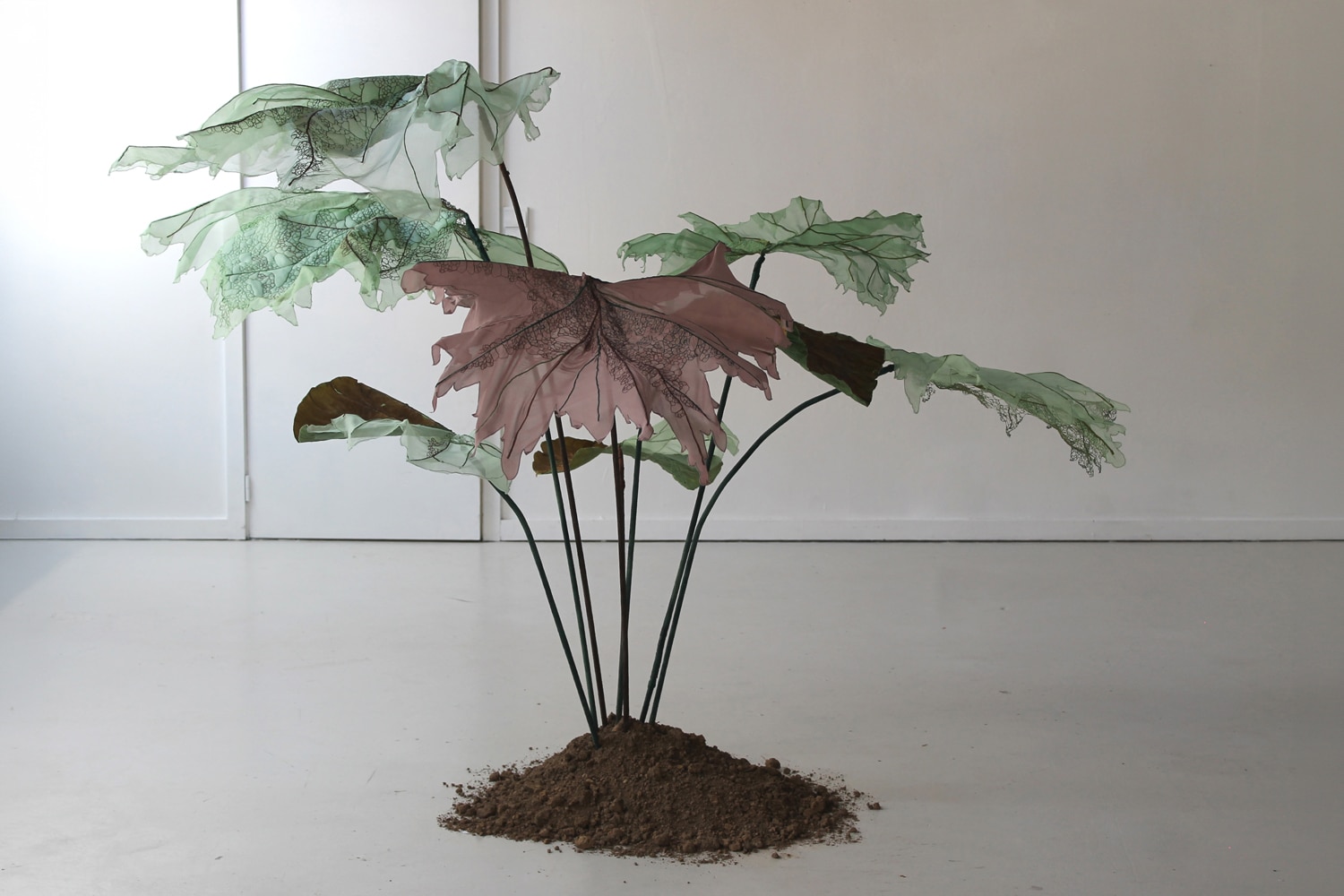 Julie Percillier Giant rhubarb