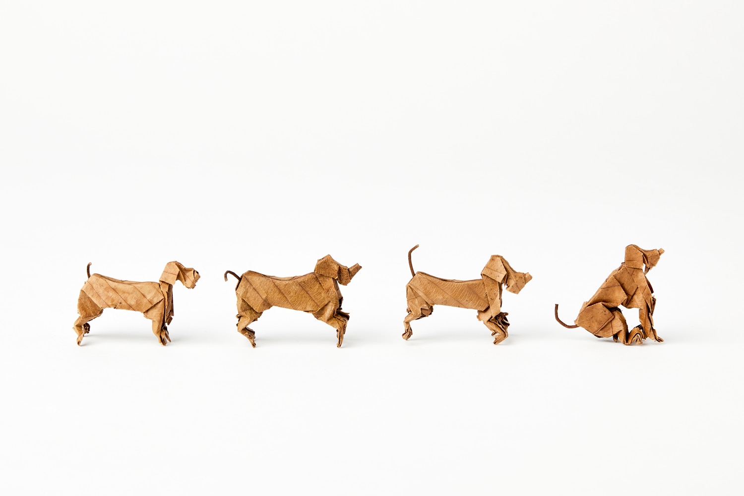 Yoshihiro Watanabe Dogs
