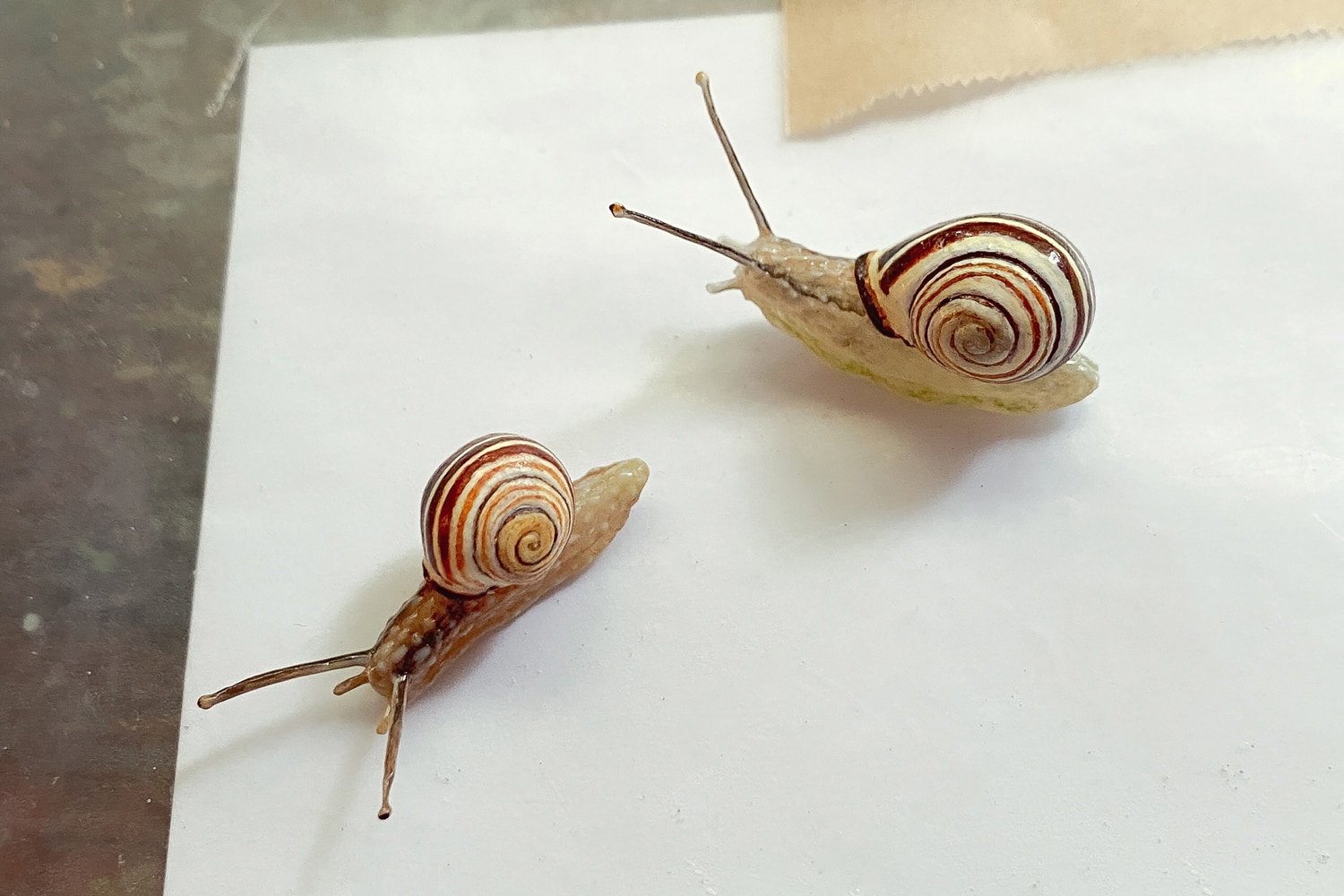 Kathryn Bondy Two Snails