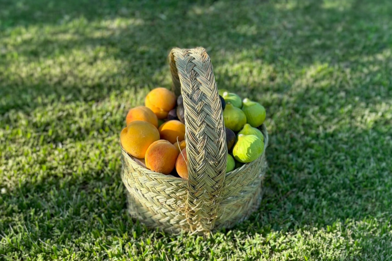 Ángel Avis Melo Multi-purpose basket