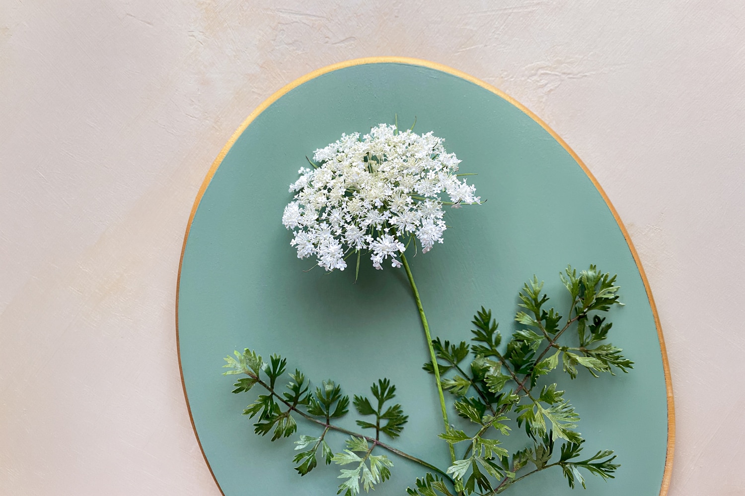 Kathryn Bondy Queen Anne’s Lace
