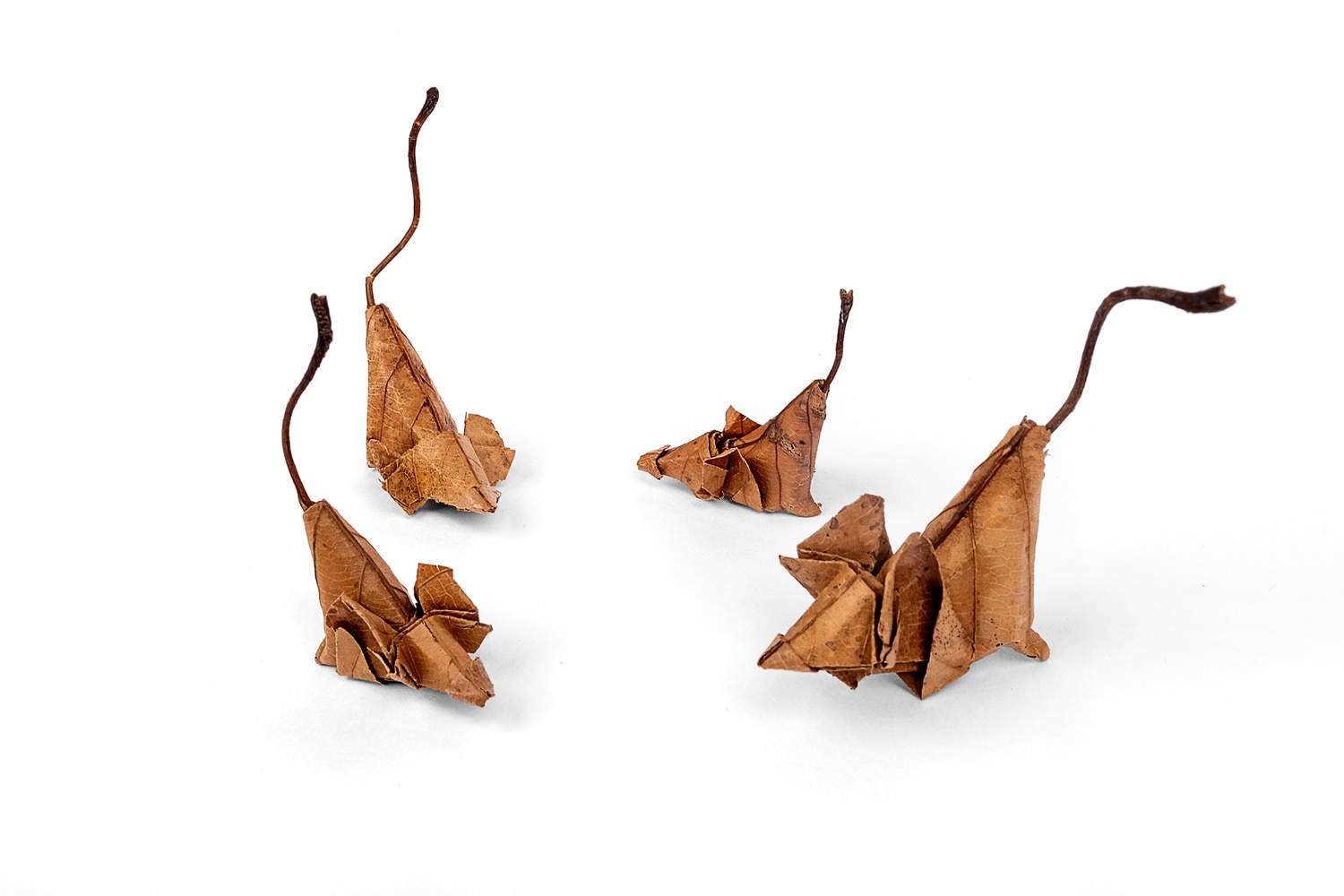 Yoshihiro Watanabe Mice