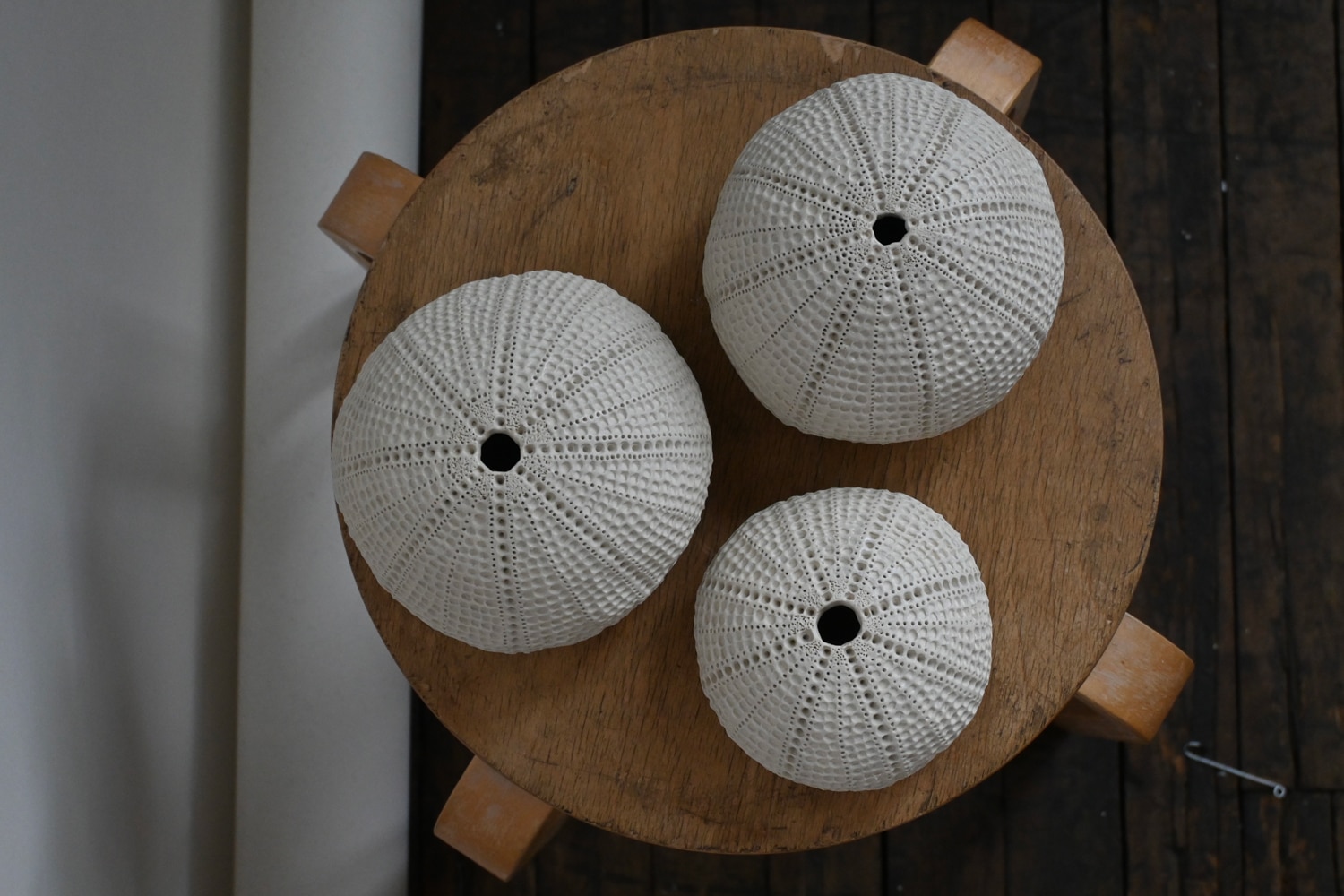 Dana Zvulun Indo-pacific rock-boring Urchins