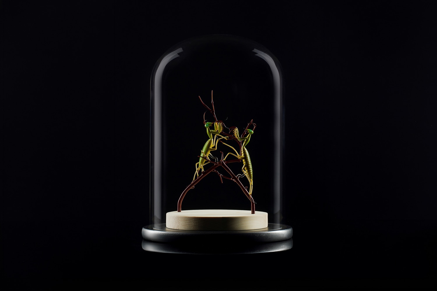 Emanuel Toffolo Praying mantises