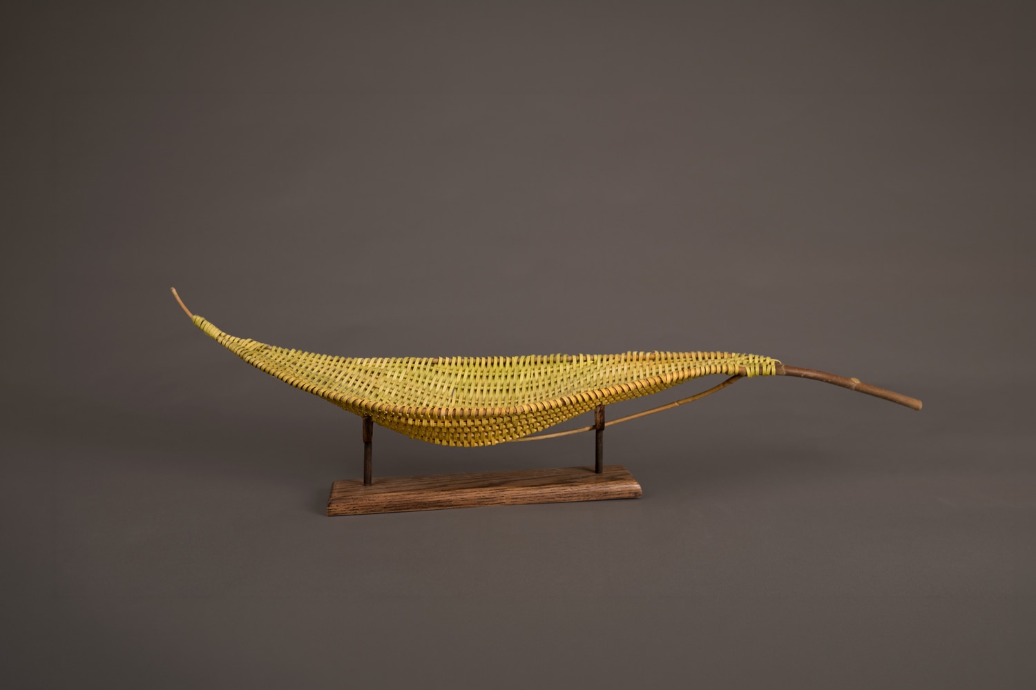 Ralph Simpson Day Lily Crescent, Pod Leaf