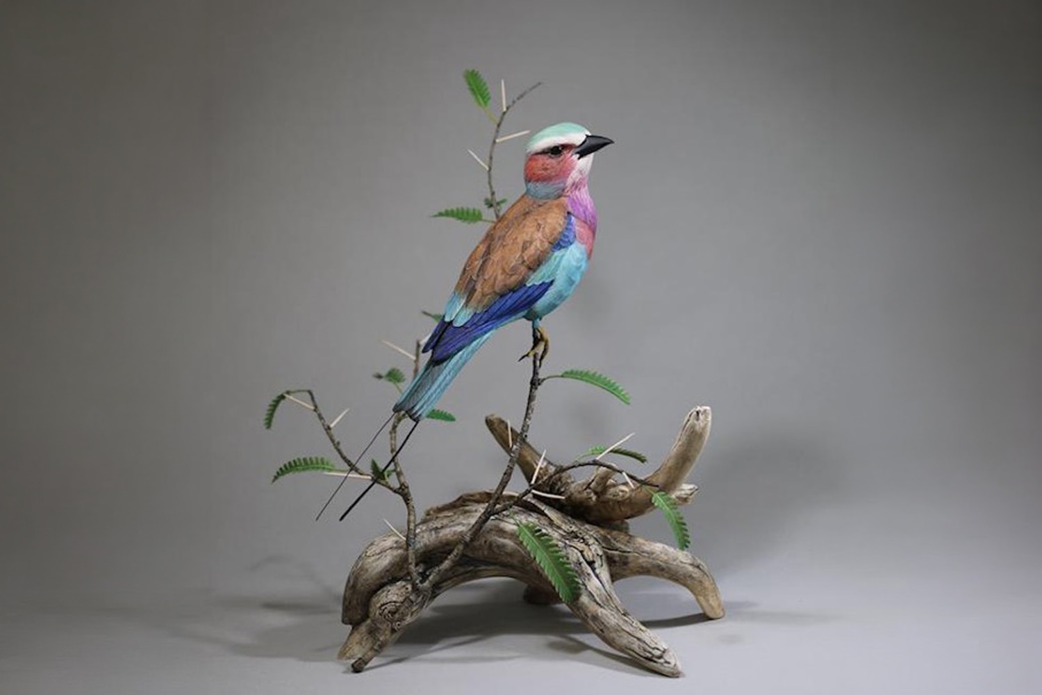 Lilac-breasted Roller