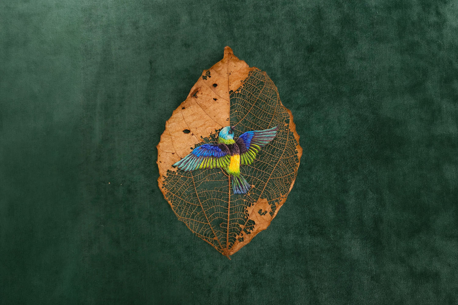 Laura Dalla Vecchia Saíra-sete-cores