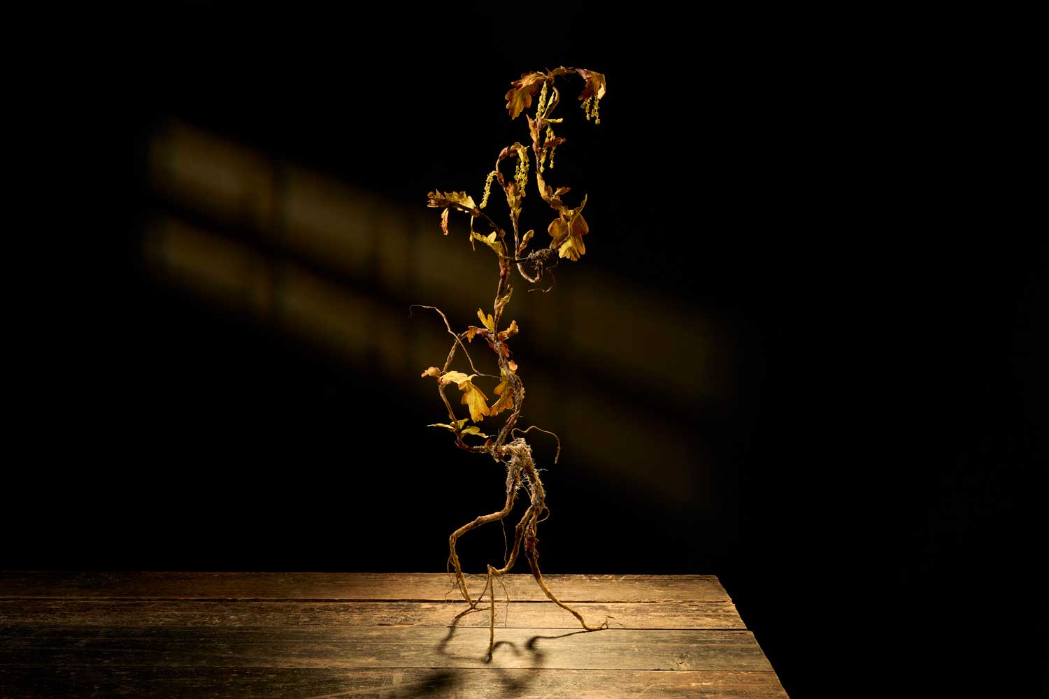 Emma Rosa Anthesis I