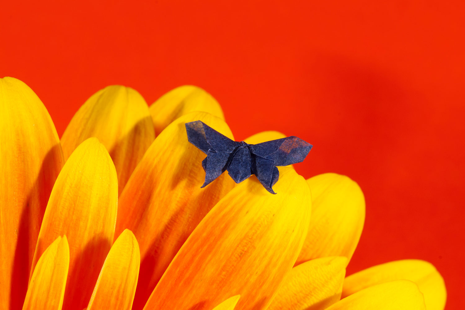 Anya Midori Butterfly