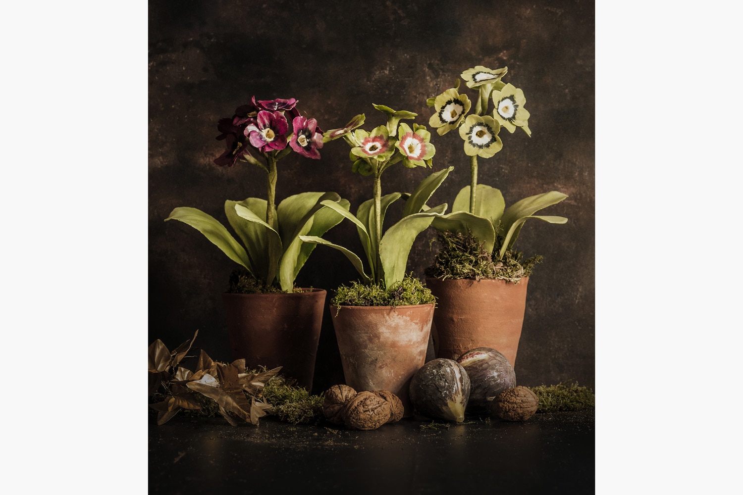 Charlotte Hepworth Auricula