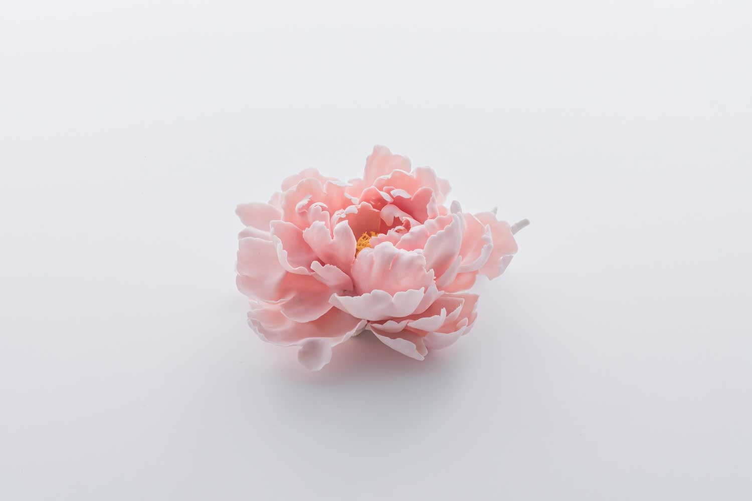 Pink Whisper of Peony