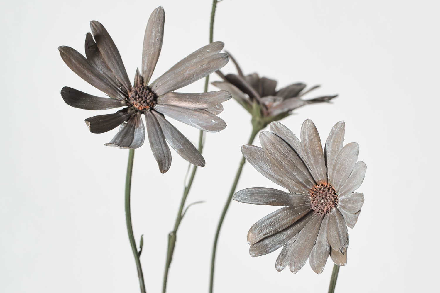 Nic Bladen Dimorphotheca nudicaulis