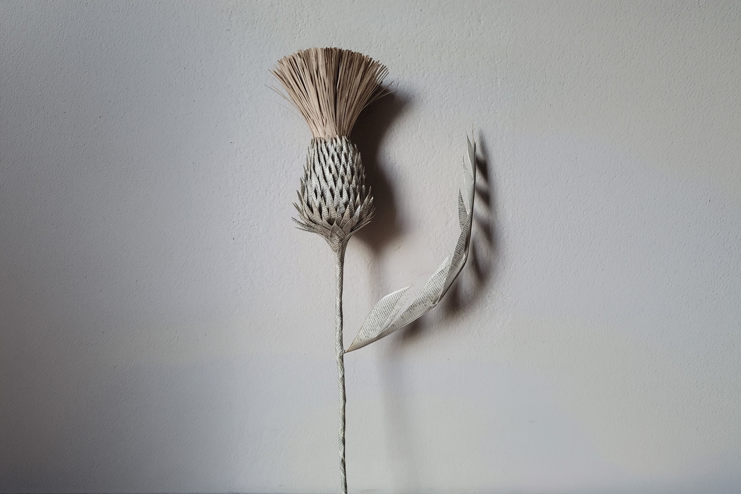 Josefina Stagnaro Cardo Flower