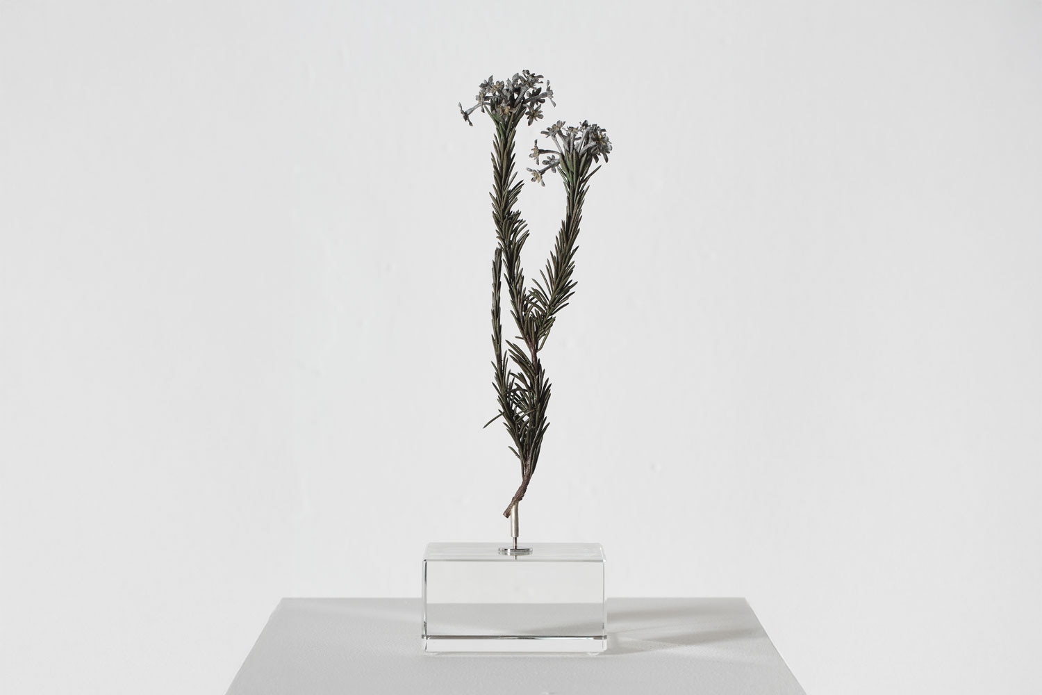 Nic Bladen Gnidia pinifolia