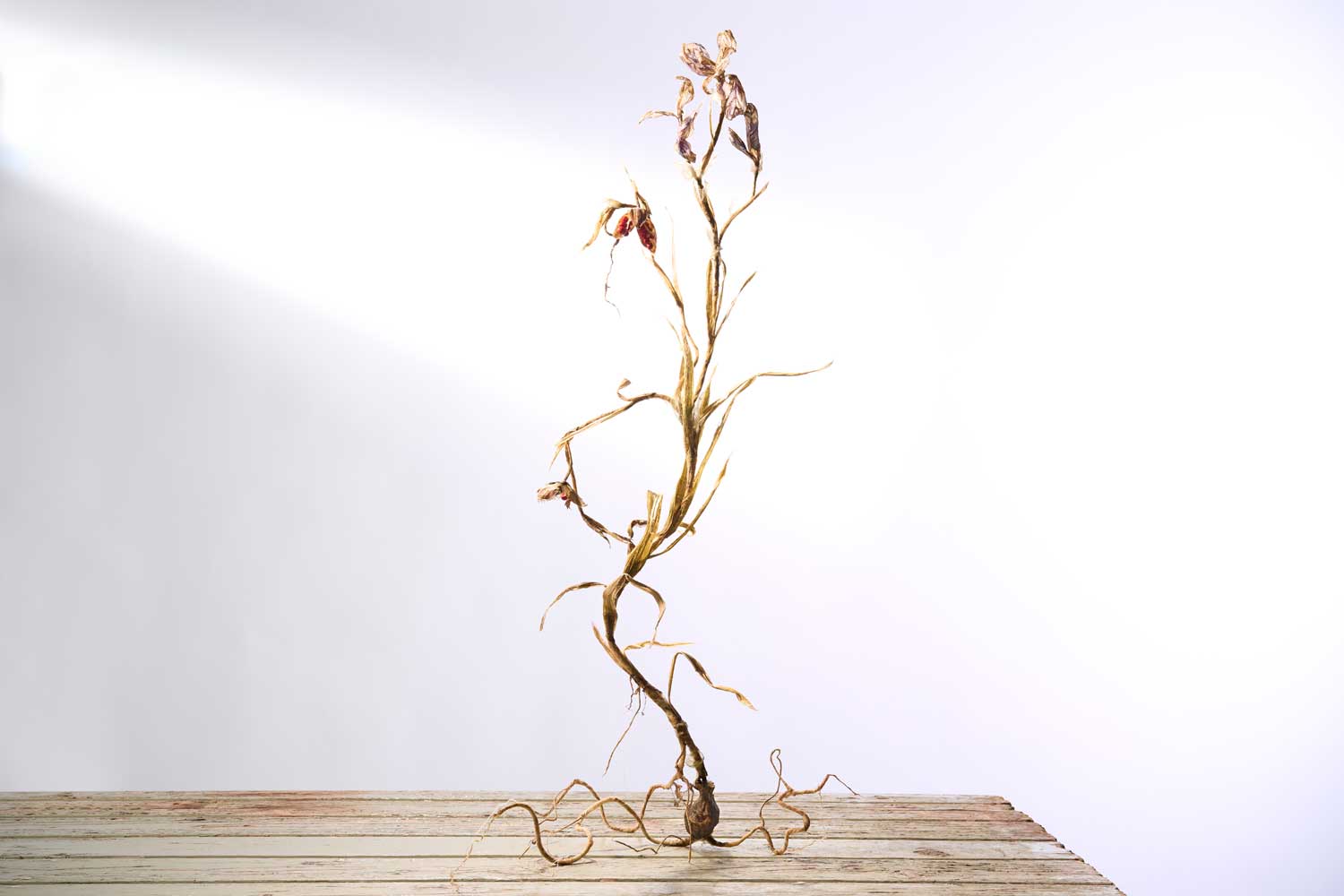 Emma Rosa Withering