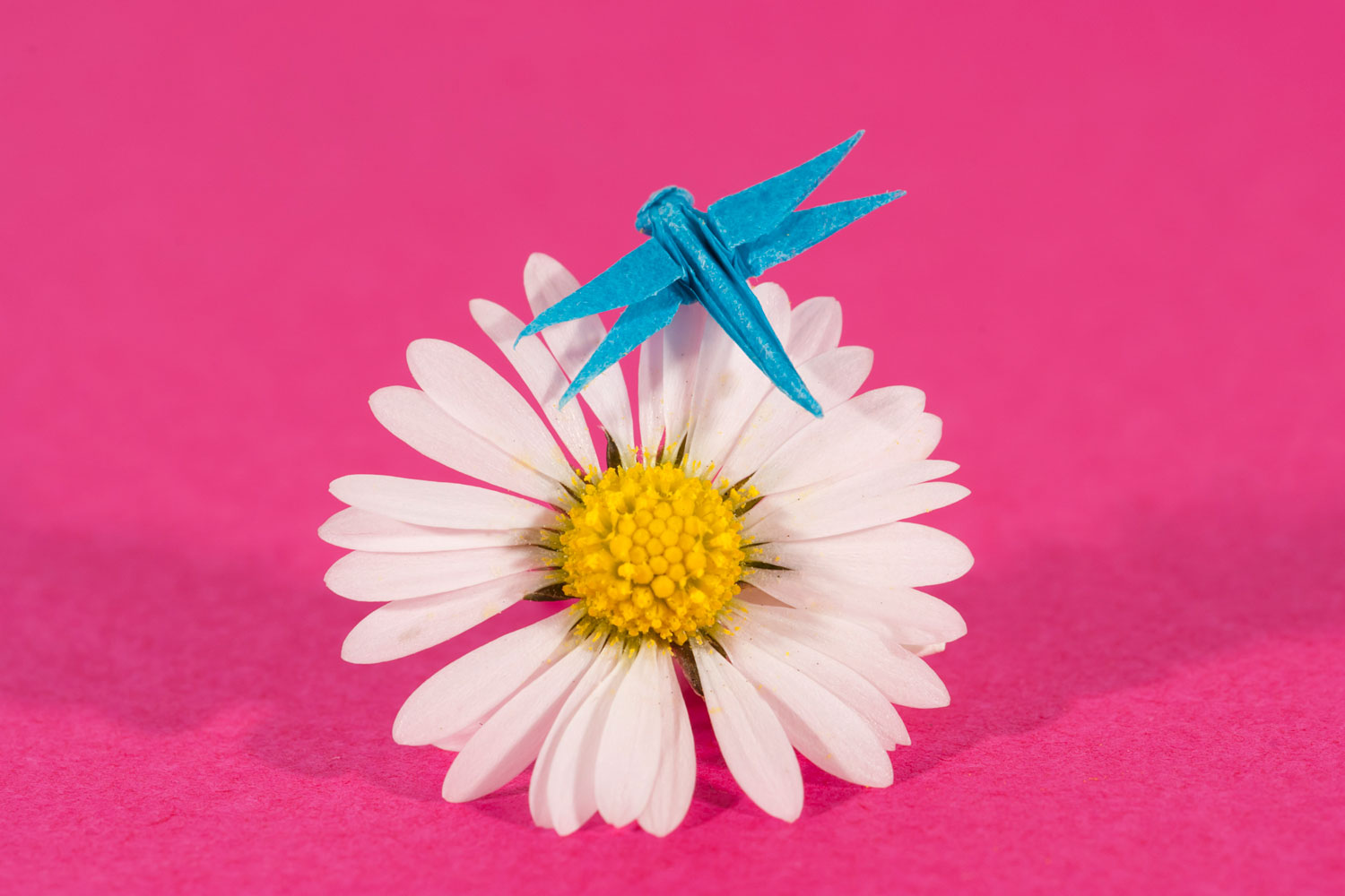 Anya Midori Dragonfly