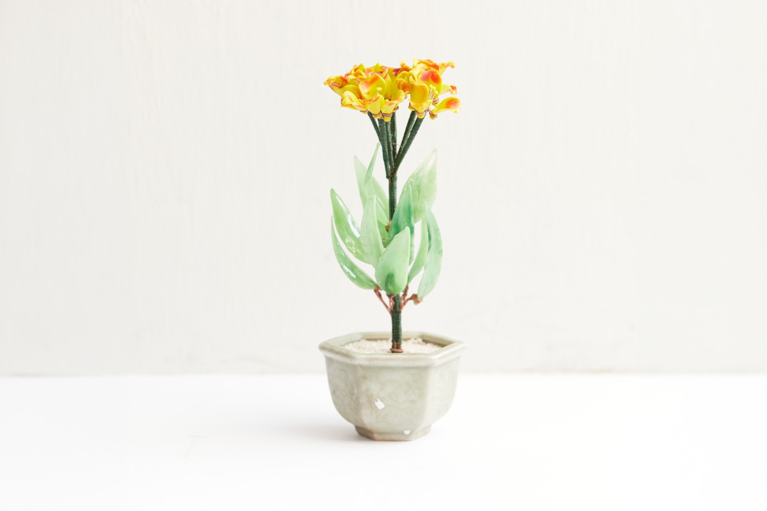 The Clivia