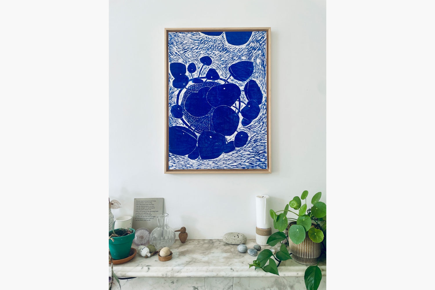 Katharine Gorham Pilea from Above