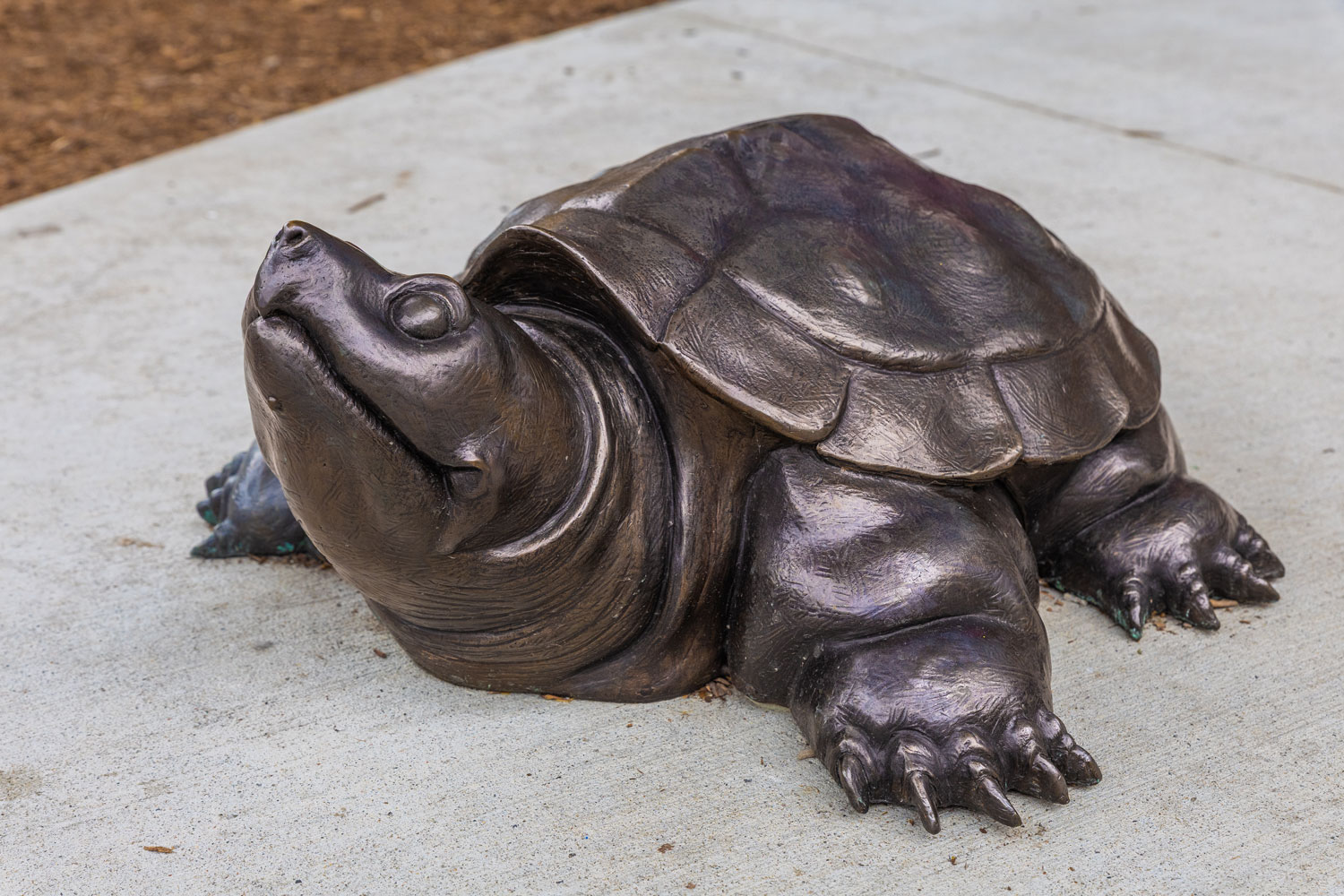 David Constantino Salazar Turtle