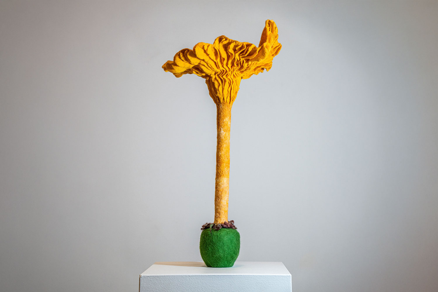 Elise Campbell Chanterelle