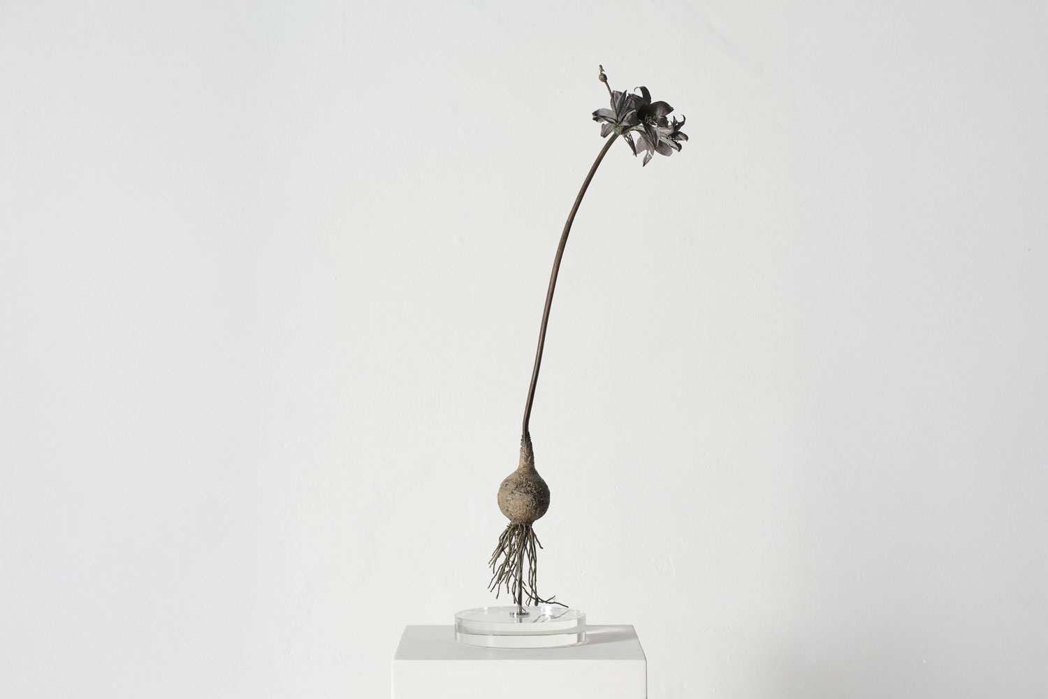 Nic Bladen Amaryllis belladonna